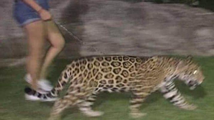 Sorprendieron a una joven paseando un jaguar en el parque