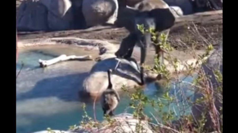 Un insoacutelito combate entre un ganso contra un elefante