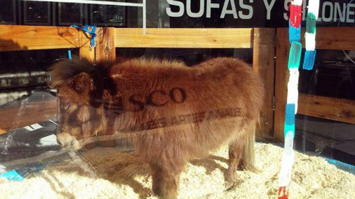 Indignacioacuten- denuncian a un comercio que exhibiacutea a un pony en vidriera