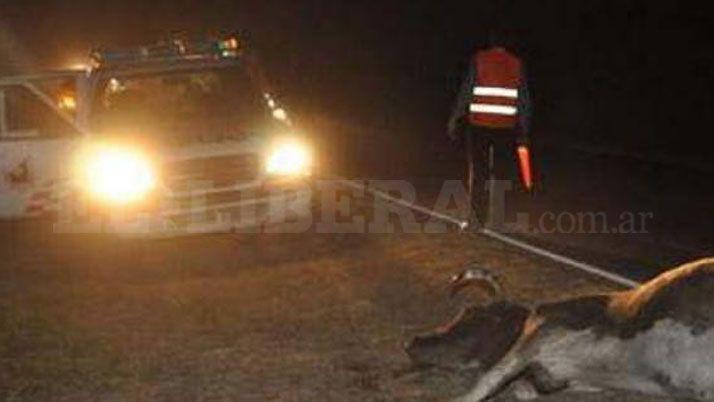 Un muerto y heridos al chocar camioneta con un toro