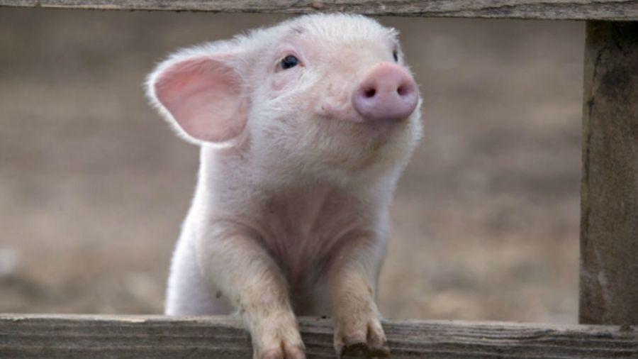 La foto de un chancho que sonrie es furor en las redes sociales