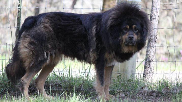 Cortan las cuerdas vocales de sus perros para no molestar a los vecinos