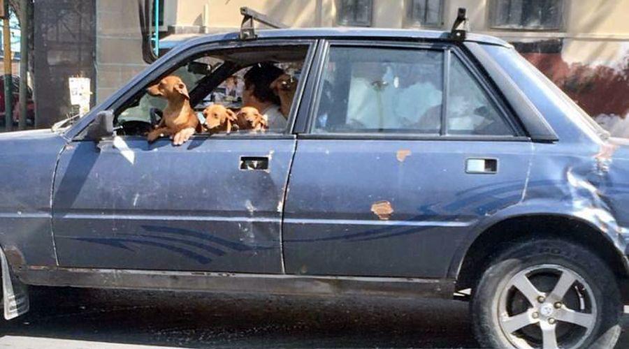 En pleno centro y con cuatro perros al volante