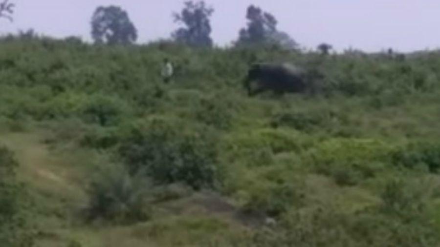 Video- Intentoacute sacarse una selfie con un elefante y terminoacute muerto