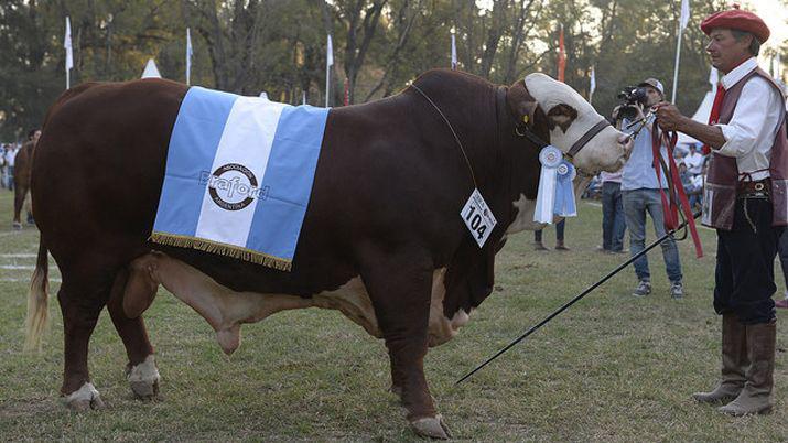 Amargo César el Gran Campeón Macho criado en Santiago