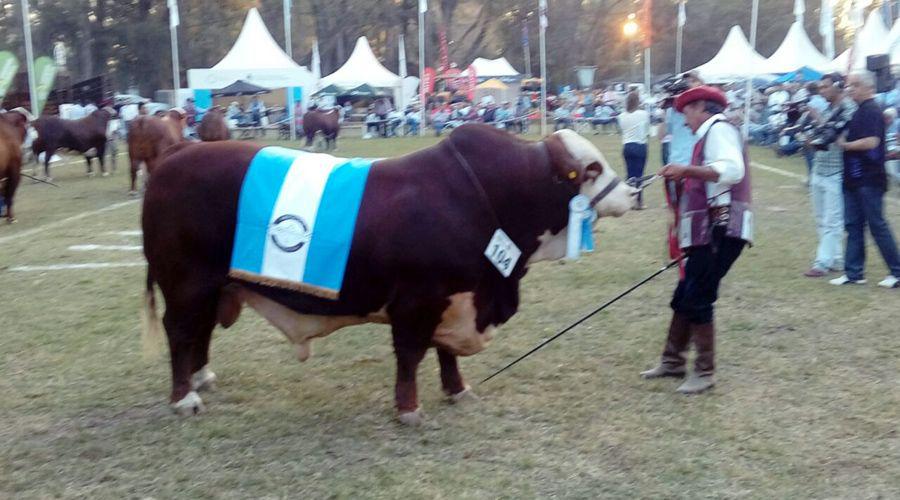 Un toro santiaguentildeo fue elegido Gran Campeoacuten Braford