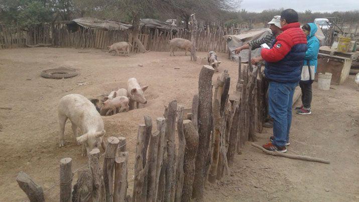 Asesoran a pequentildeos productores porcinos para mejor sus producciones