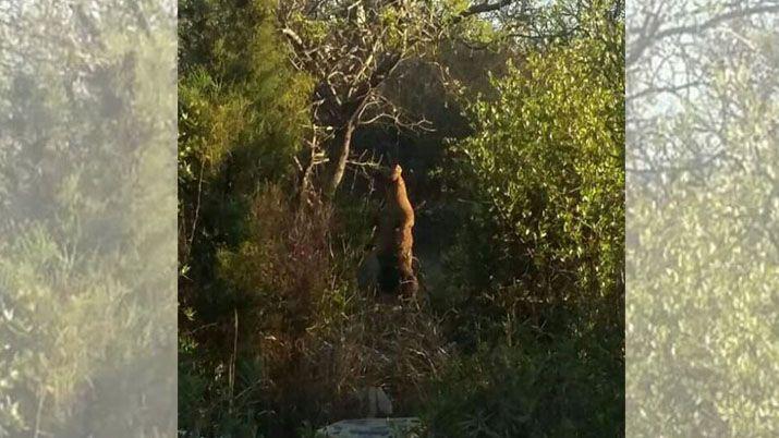 Indignación por un perro que fue ahorcado desde en rbol