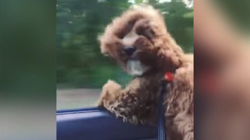 Con los pelos al viento un perro desafiacutea el viento