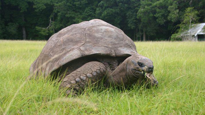 Confirmado- la tortuga maacutes longeva del mundo es homosexual