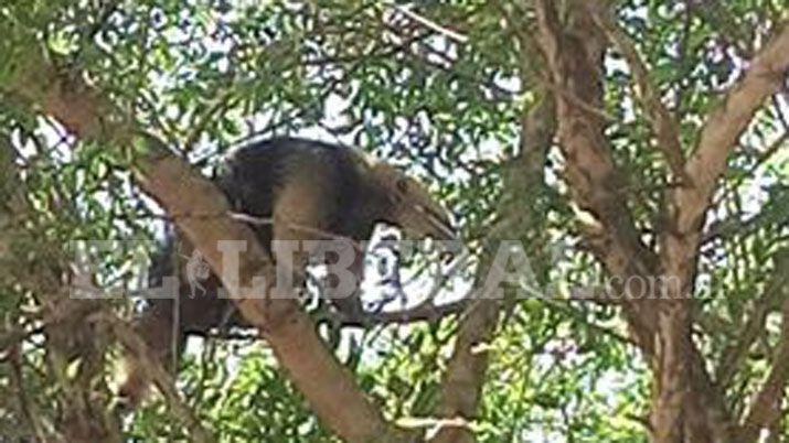 Uno oso hormiguero sorprendió a una familia de Rodeo de Soria