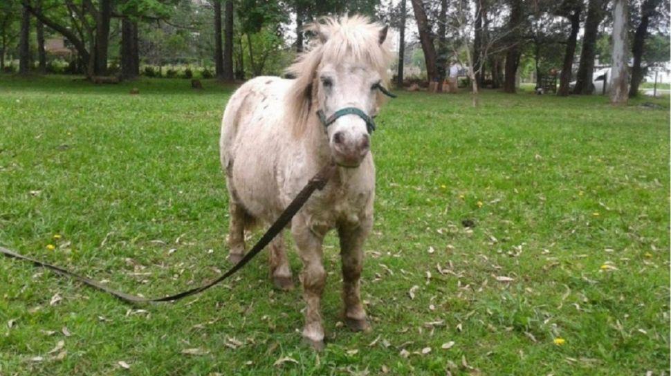 Indignacioacuten y escaacutendalo- un empleado municipal teniacutea sexo con un pony