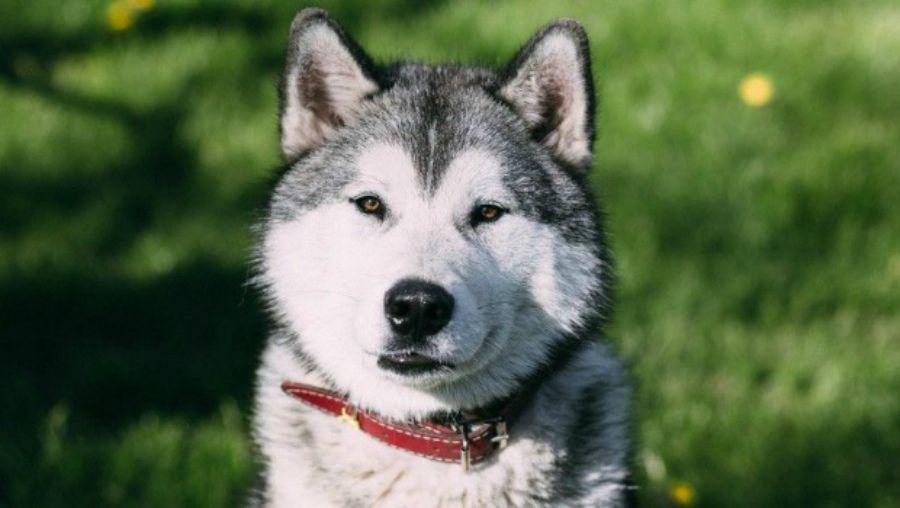 Quiso adoptar un perro y recibioacute una indignante respuesta