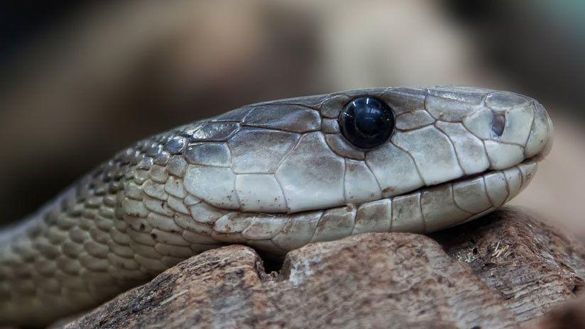 Increiacuteble- Matoacute una serpiente con sus manos y se volvioacute furor en Internet