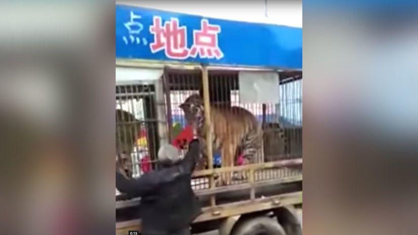 Video- Un hombre es ferozmente mordido por un tigre de un circo en China