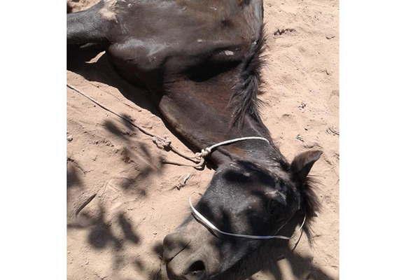 Un caballo murioacute tras ser golpeado con hierros y su duentildeo estaacute en la mira