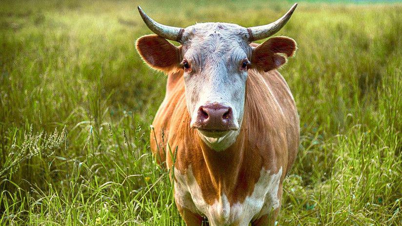 Una vaca furiosa ataca al hombre que intentaba sacrificarla