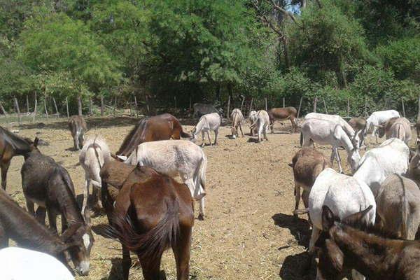 Efectivos de la Divisioacuten Montada secuestraron mas de 200 animales sueltos en las rutas