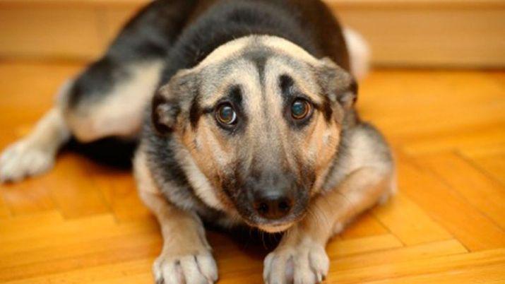 Esta noche a cuidar a los perritos y gatitos de la pirotecnia