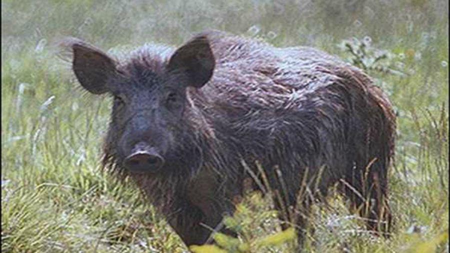 El cerdo maacutes feo del mundo fue filmado por primera vez