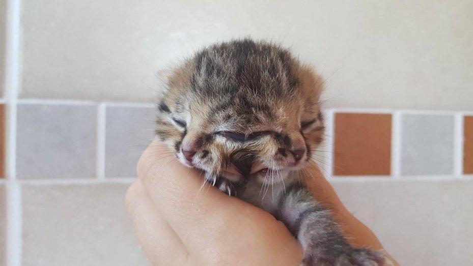 Un gato con dos rostros sorprende a Sudaacutefrica