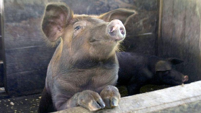 Insoacutelito- La pelea de un hombre y un cerdo sobre el techo de un camioacuten