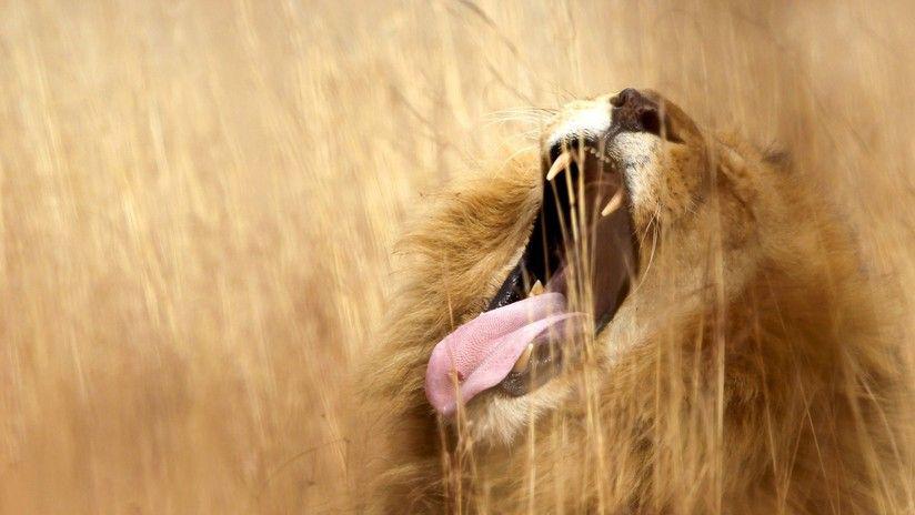 Una manada de leones devora a un cazador furtivo en Sudaacutefrica