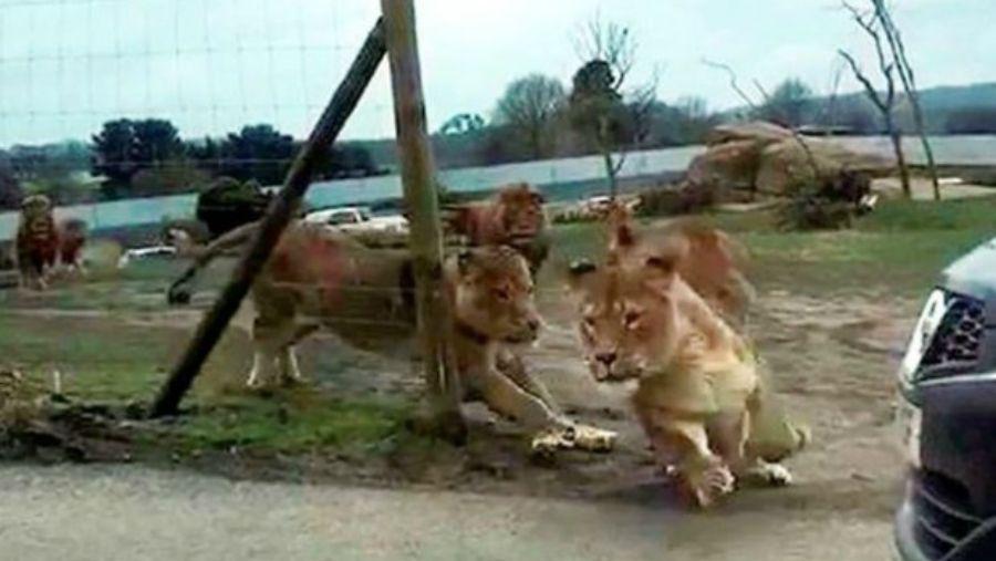 Manada de leones atacoacute a un auto con nintildeos a bordo