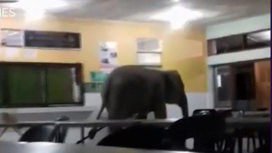 Un elefante entroacute en una escuela y generoacute paacutenico entre los alumnos y docentes