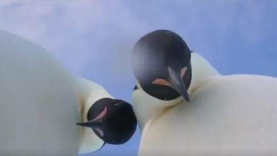 La selfie de dos pinguumlinos es furor en Internet