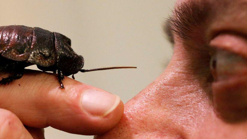 Un hombre termina en prisioacuten tras intentar matar a una cucaracha