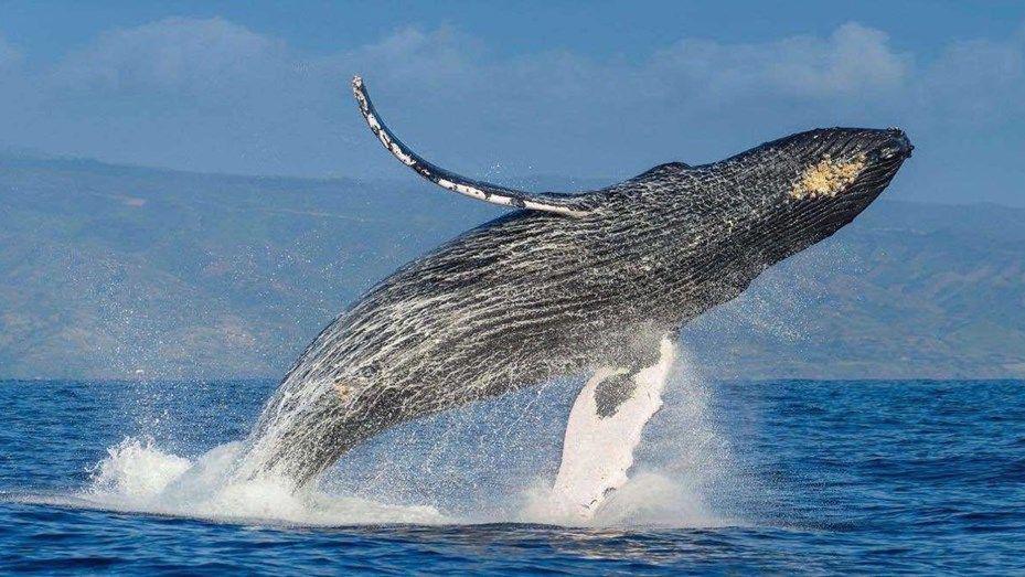 Turistas que practicaban kayak fueron sorprendidos por ballenas