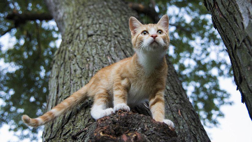 Insoacutelito- Intentoacute rescatar a un gatito y quedoacute atrapado