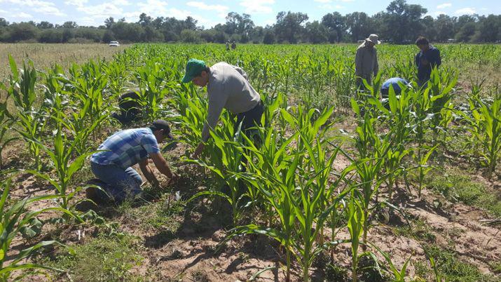 Elaboran proyectos de forestacioacuten y capacitan a productores en bosques macizos