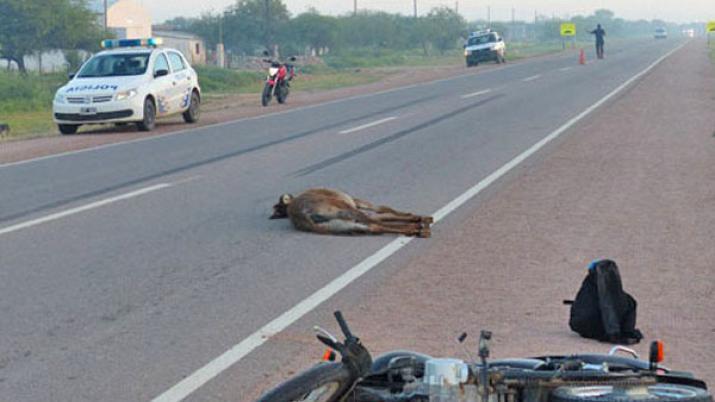 Un funcionario policial sufrioacute numerosas heridas tras embestir un animal