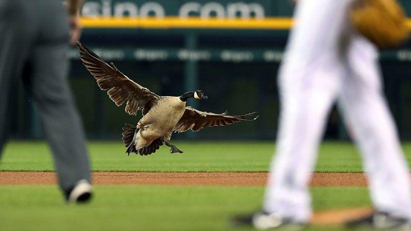 Un ganso desorientado irrumpe en un partido de beacuteisbol