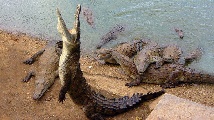 Un caimaacuten escala una valla para huir de los cazadores