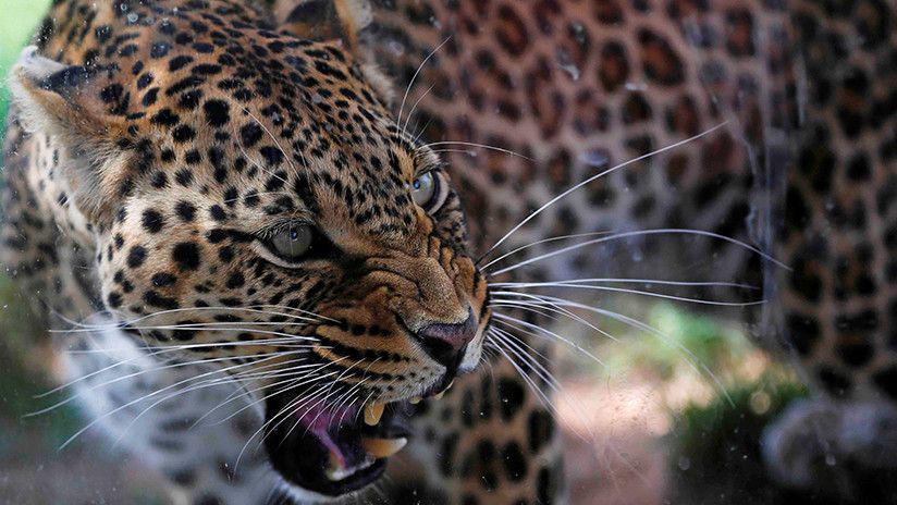 Una perra defendioacute a su cachorro de un feroz leopardo