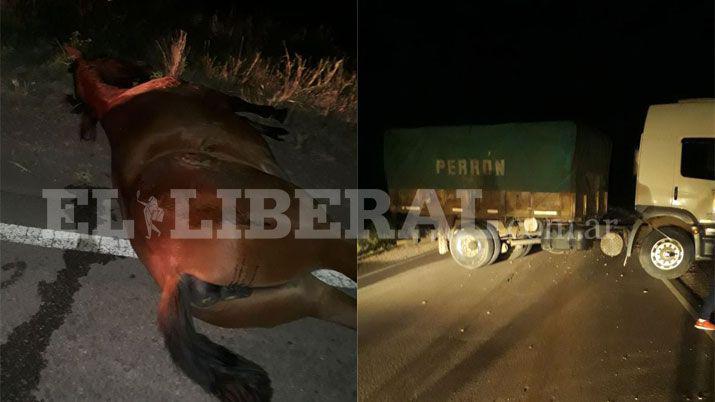 Animal suelto provocoacute un accidente en ruta 92