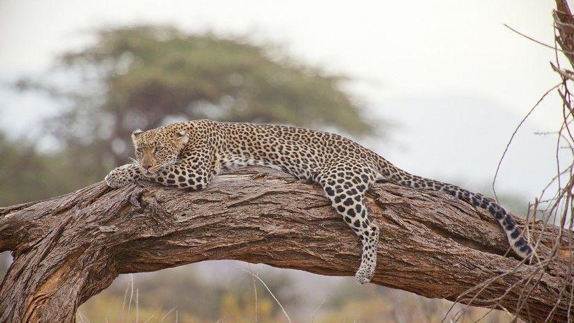 La ingeniosa manera de salvar a un leopardo atrapado en un pozo