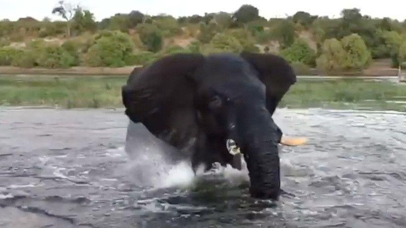 Un elefante arremete contra un bote de turistas durante un safari