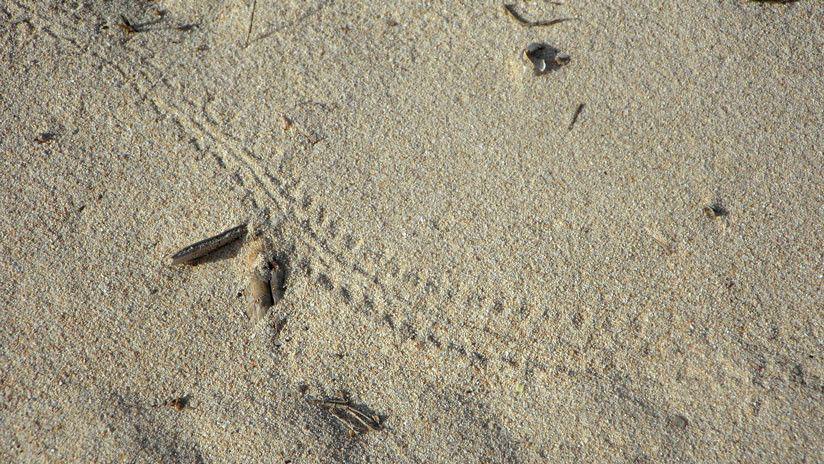 Encuentran las huellas maacutes antiguas del planeta