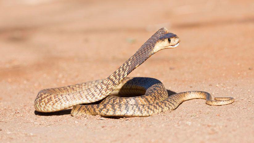 El impresionante combate a muerte de dos cobras escupidoras