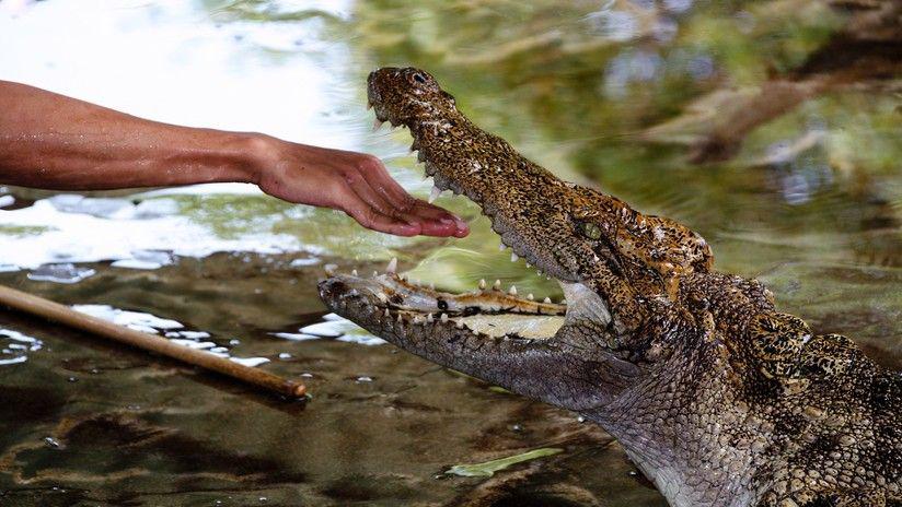 Le propone matrimonio a su novia dentro de un estanque con cocodrilos