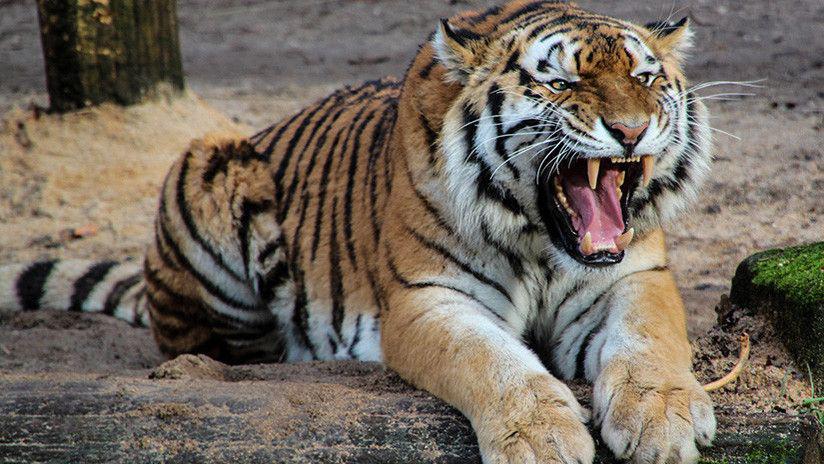 Un tigre ataca a un visitante de un zooloacutegico
