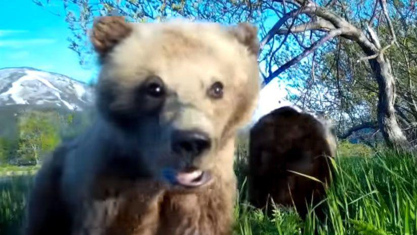 La tierna selfie de un pequentildeo oso