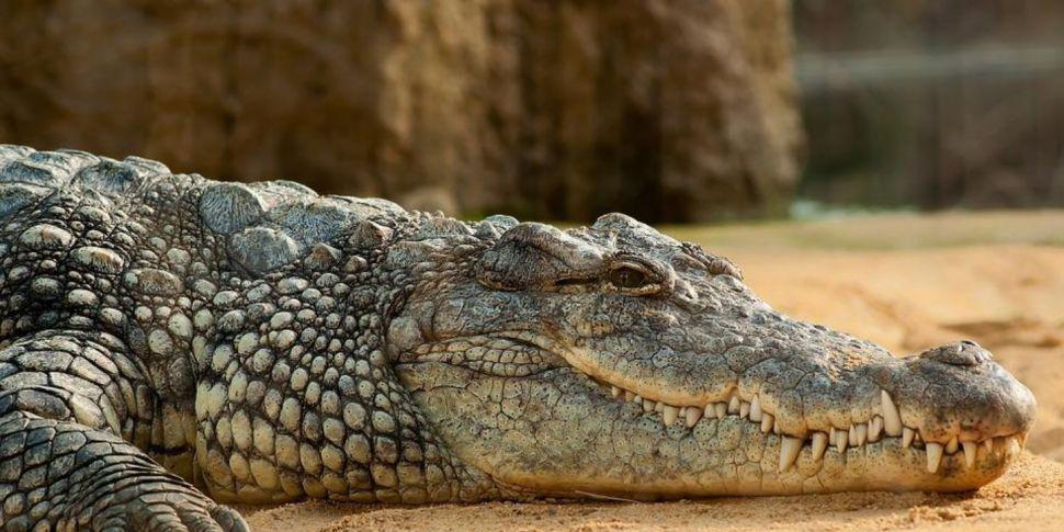 Un cocodrilo le arrancoacute un brazo dias antes de su casamiento