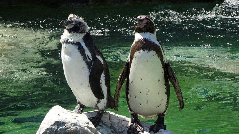 El romantico paseo de una pareja de pinguumlinos enternece a Twitter