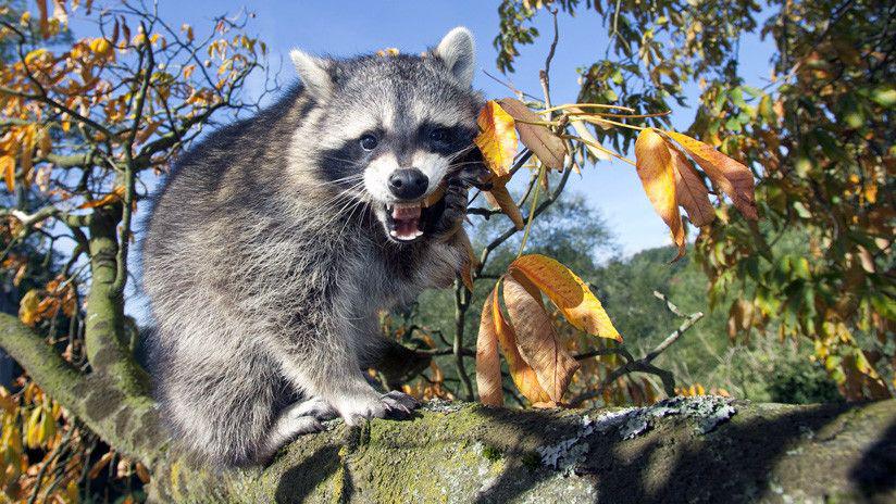 Una madre mapache defiende a sus criacuteas de las garras de un gato montes