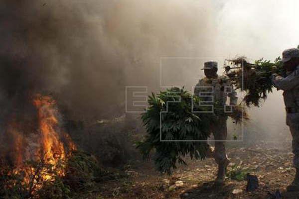 Destruyen plantiacuteos de marihuana en Meacutexico